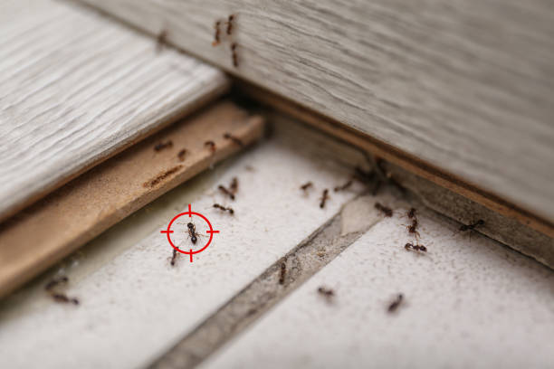 Best Best Pest Control Companies  in Decatur, GA