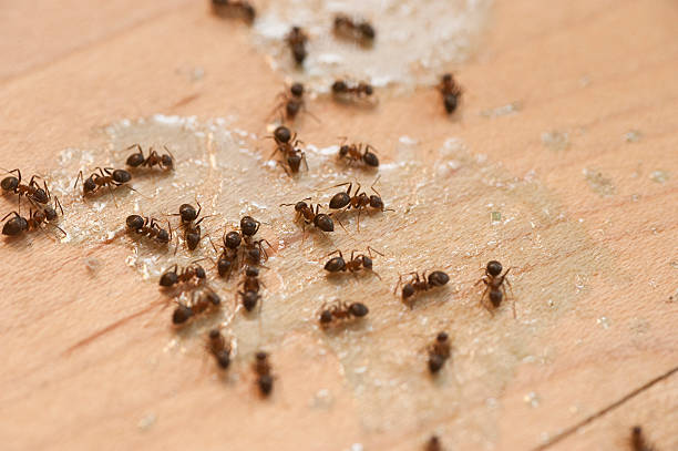 Decatur, GA Pest Control Company