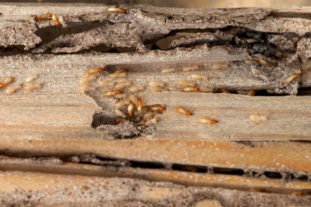 Best Bed Bug Extermination  in Decatur, GA
